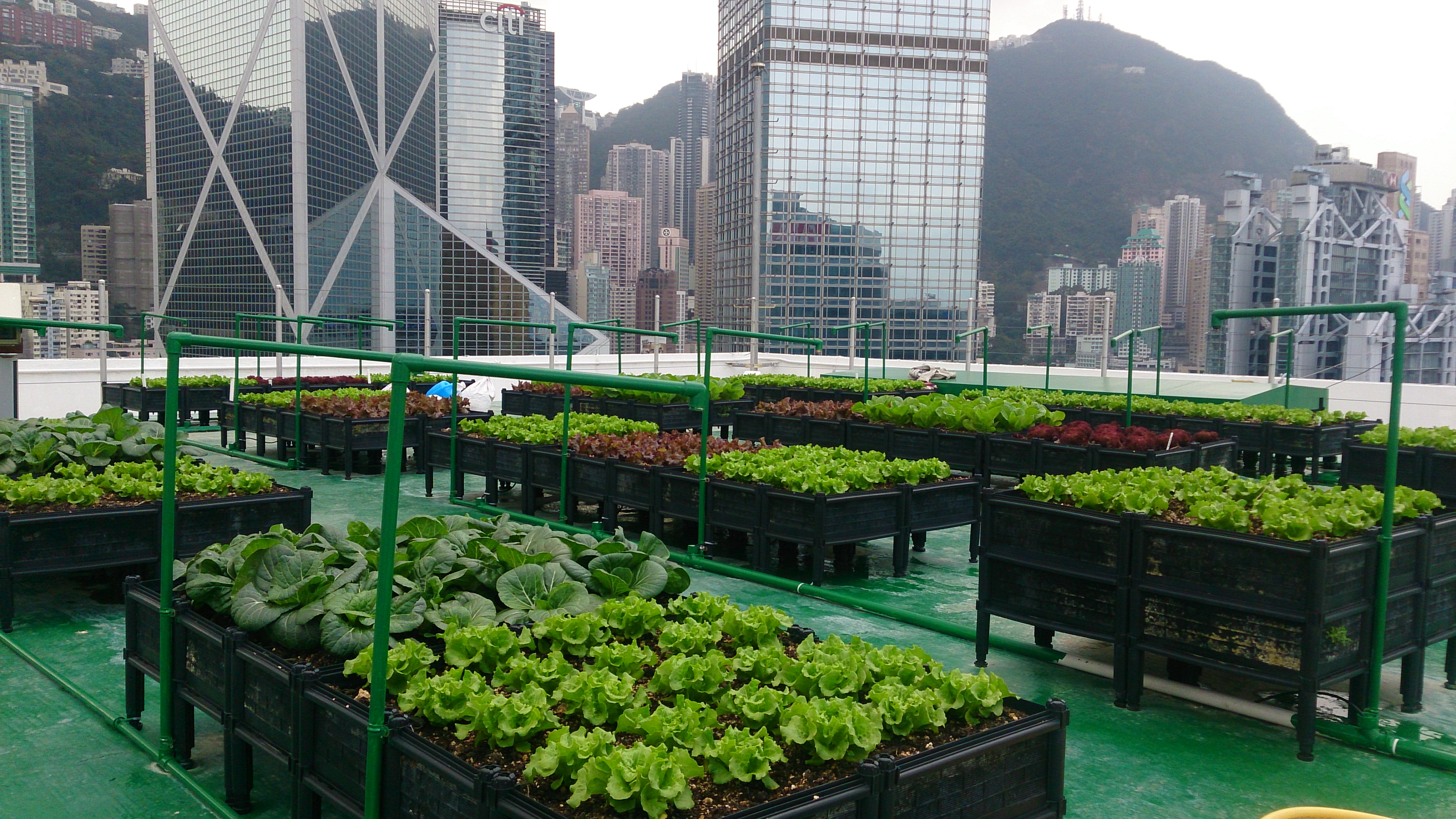 How rooftop farming helps to supply organic foods?